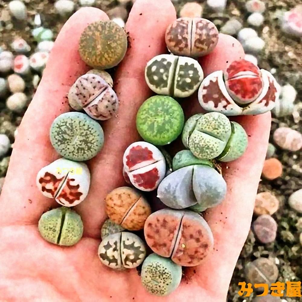 多肉植物　リトープス　入れ合わせ　品種たくさん　コメントください Amazon.co.jp: 多肉植物 リトープス 色の組み合わせ 約50苗 1年